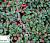 Кизильник лежачий 'Стреібс Файндлінк' - Cotoneaster procumbens 'Streibs Findling'