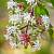 Гептакодіум міконієвидний - Heptacodium miconioides