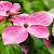 Дерен коуза "Росімор Пінк" - Cornus kousa "Rosemoor Pink"
