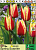 Тюльпан 'Spring Surprise'
