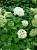 Гортензія деревовидна 'Анабель' - Hydrangea arborescens 'Anabelle'