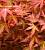 Клен японський "Вільсон пінк дварф" - Acer palmatum 'Wilsons Pink Dwarf
