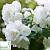 Чубушник вінцевий 'Віржинал' - Philadelphus coronarius 'Virginal'