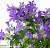 Кампанула портеншлага - Campanula portenschlagiana 
