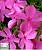 Флокс шилоподібний 'Мак Даніельс' - Phlox subulata 'McDaniel's'