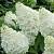 Гортензія мітловидна 'Полар Беар' - Hydrangea paniculata 'Polar Bear'