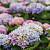 Гортензія крупнолиста "Ендлес самер" - Hydrangea macrophylla 'Endless Summer'