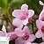 Вейгела квітуча 'Пінк Поппет' - Weigela florida 'Pink Poppet'