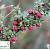 Кизильник дрібнолистий - Cotoneaster microphyllus