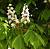 Гіркокаштан звичайний - Aesculus hippocastanum