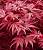 Клен японський 'Скітерс Брум' - Acer palmatum 'Skeeter's Broom'