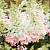 Гортензія мітловидна 'Канделайт' - Hydrangea paniculata 'Candlelight'
