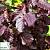 Ліщина звичайна 'Ред Меджестік' - Corylus avelana 'Red Majestic'