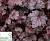 Гейхера 'Аметист Міст' - Heuchera 'Amethyst Myst' 