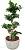 Фікус microcarpa Ginseng бонсай
