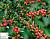 Кизильник горизонтальний - Cotoneaster horizontalis