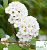 Спірея Вангутта - Spiraea vanhouttei