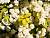  Спірея Вангутта "Голд Фонтейн" - Spiraea vanhouttei 'Gold Fountain'