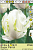 Тюльпан 'White Parrot'
