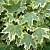 Клен гостролистий "Друмонді" - Acer platanoides 'Drumondii'
