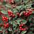 Кизильник Франчетті -Cotoneaster franchetii