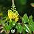 Магонія падуболиста - Mahonia aquifolium