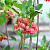 Енкіантус дзвіночковий "Ред белз" - Enkianthus campanulatus "Red Bells"