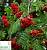 Горобина звичайна 'Пендула' - Sorbus aucuparia 'Pendula'