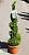 Самшит вічнозелений - Buxus sempervirens, спіраль