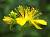 Зіробій в асортименті - Hypericum