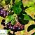 Аронія чорноплідна - Aronia melanocarpa