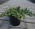 Ялівець лежачий 'Нана' - Juniperus procumbens 'Nana'