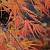 Клен японський 'Сколопендріфоліум' -Acer palmatum 'Scolopendrifolium' 