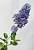 Ceanothus thyrsiflorus 'Repens' - Цеанотус