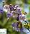 Павловнія повстяна - Paulownia tomentosa