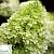 Гортензія мітловидна 'Лаймлайт' - Hydrangea paniculata 'Limelight'