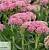 Очиток 'Хербштфройде' - Sedum 'Herbstfreude'