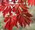 Клен японський 'Аконітіфоліум' - Acer japonicum 'Aconitifolium'