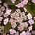 Гортензія садова "Пінк петісоа" - Hydrangea serrata Pink Petticoa