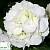 Гортензія крупнолиста 'Шнеебол' - Hydrangea macrophylla 'Schneeball'