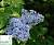 Бузок звичайний 'Аукубуфолія' - Syringa vulgaris 'Aucubefolia'