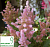 Астільба 'Ніккі' - Astilbe 'Nikki'