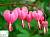 Діцентра чудова - Dicentra spectabilis