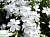 Флокс шилоподібний 'Майшне' - Phlox subulata 'Maischnee'