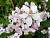 Дейція гібридна "Монт Роус" - Deutzia hybrida 'Mont Rose'