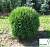 Туя західна 'Глобоза' - Thuja occidentalis 'Globosa'